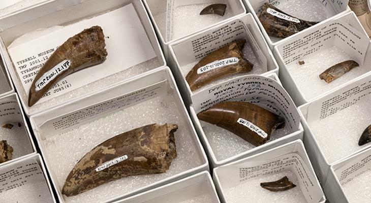 Dinosaur teeth  in small boxes in Museum storage. 