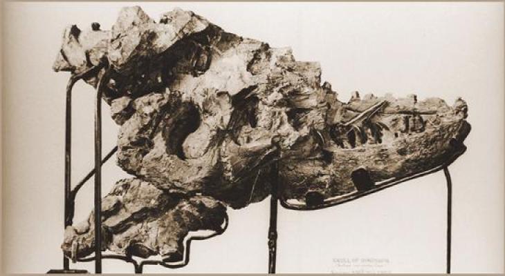 Historic photograph of Albertosaurus skull fragment found by Joseph Burr Tyrrell.