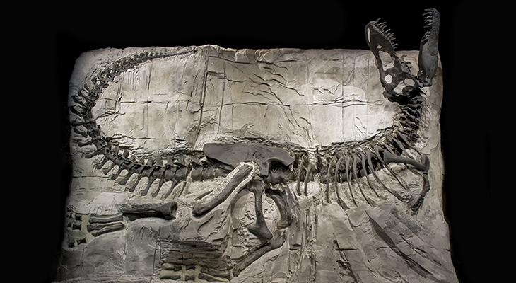 Tyrannosaurus rex skeleton.