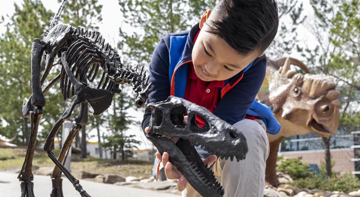 A child attaches a small dinosaur skull to its skeleton. 