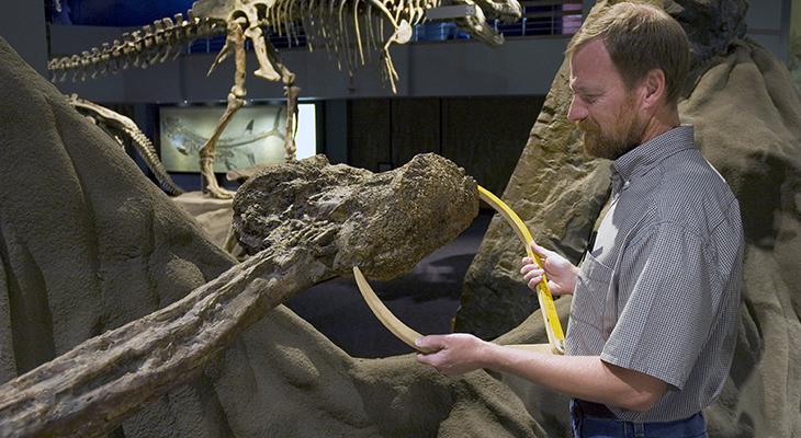 Donald Henderson measures a dinosaur tail club. 