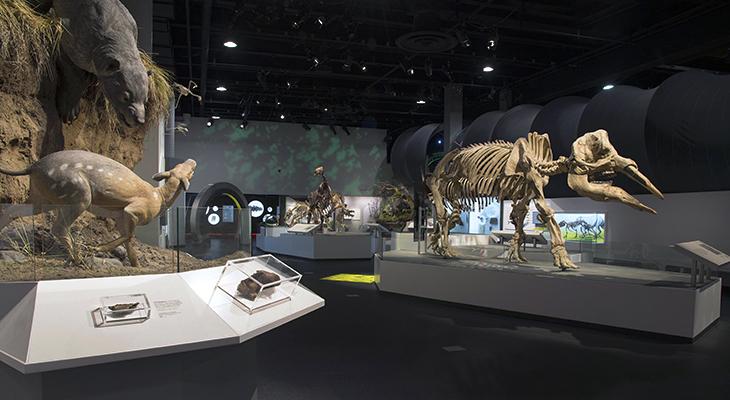 cenozoic_overview_of_gallery